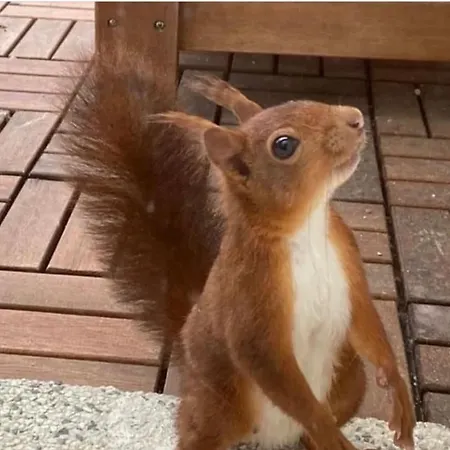 Light T 3 Air Conditioning Two Balconies Apartament